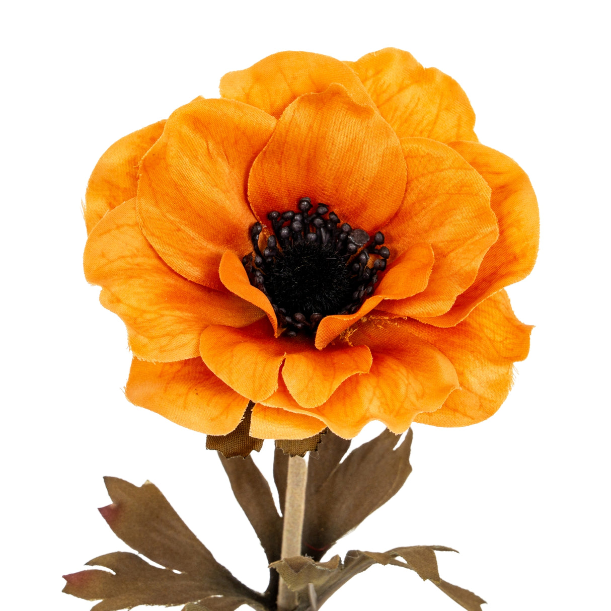 Odette Orange Anemone Stem
