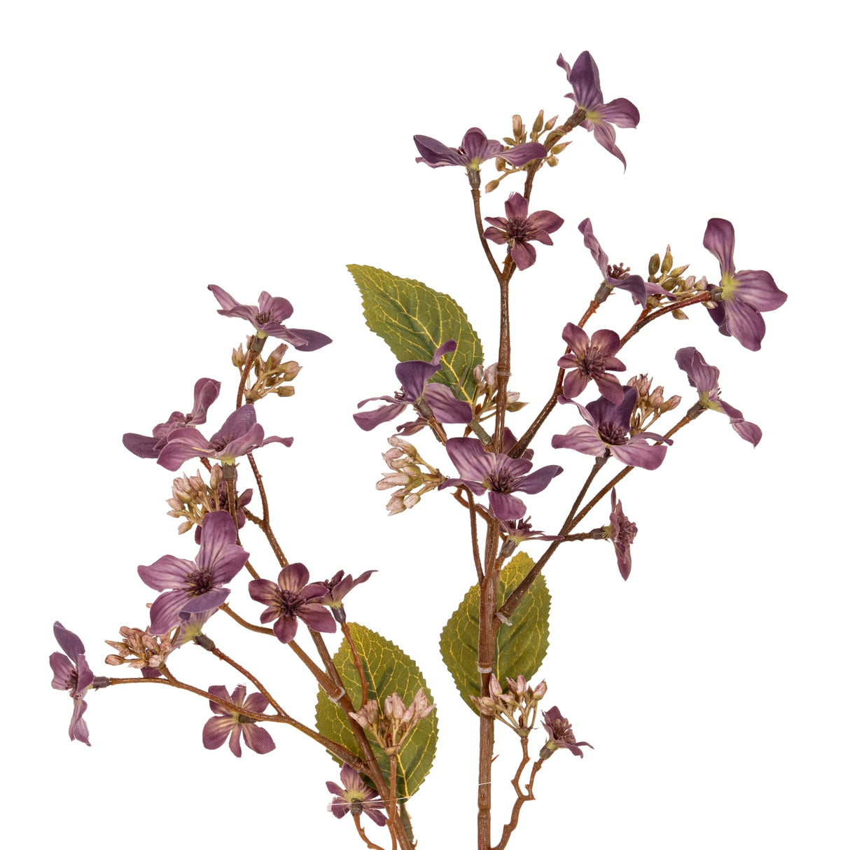 Clarisse Purple Vernicia Fordii Spray