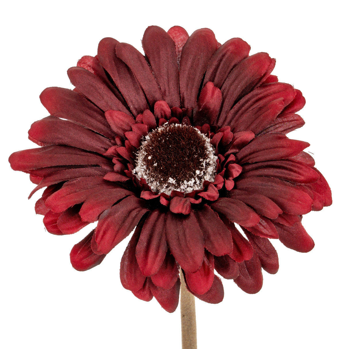 Solange Burgundy Gerbera Stem