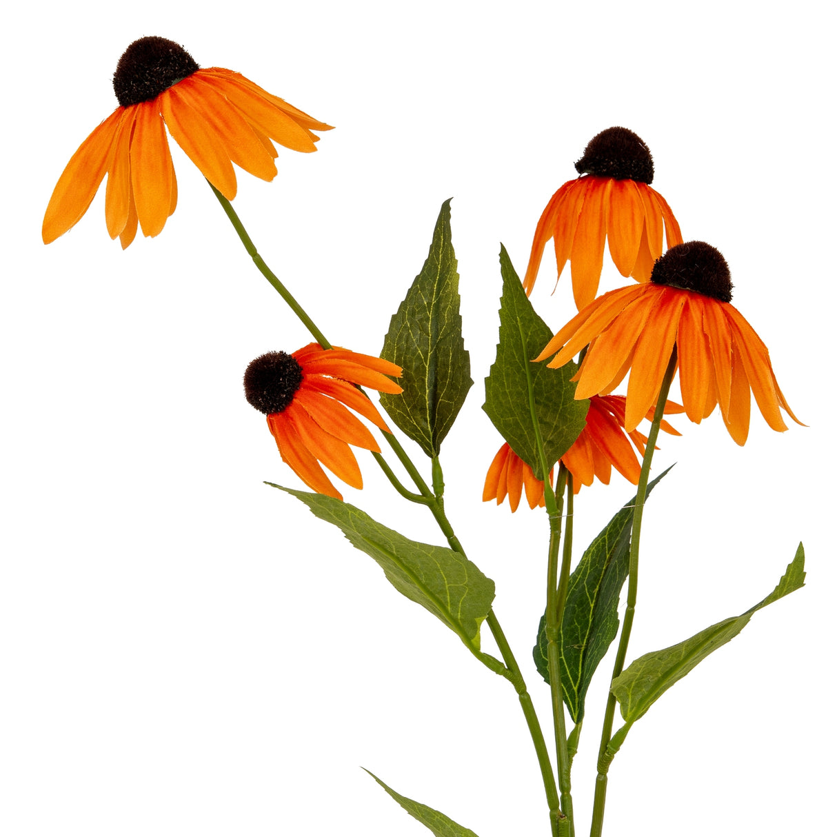 Delphine Orange Echinacea Spray