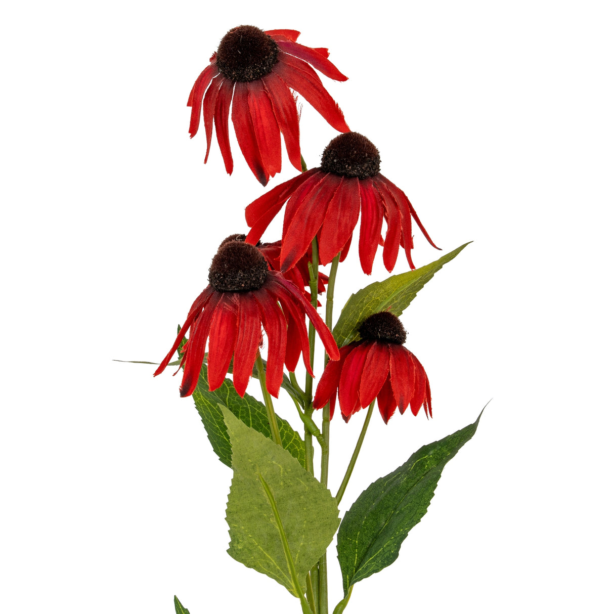 Nathalie Red Echinacea Spray