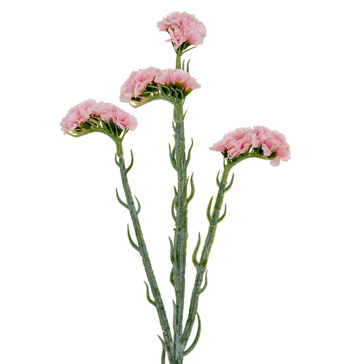 Pink Statis Fleur Pink Statis Spray – Avoir Interiors