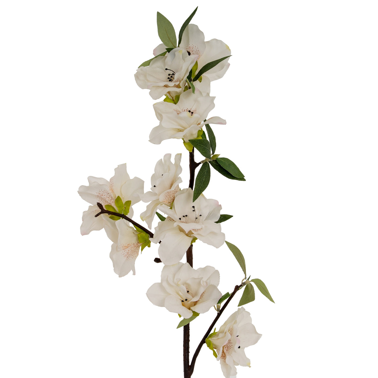 Brune Large Buttermilk Double Peony Stem