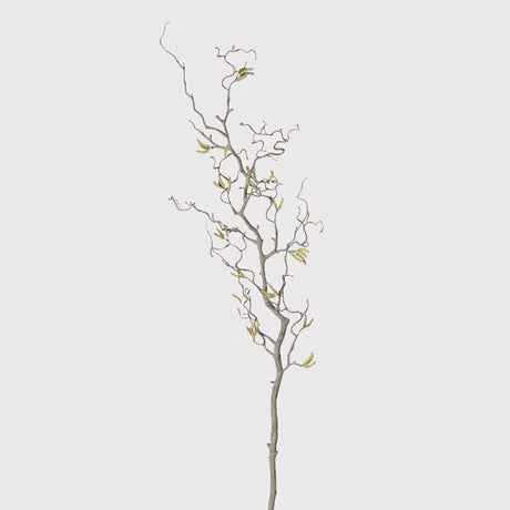 Siena Contorted Willow Branch with Catkins