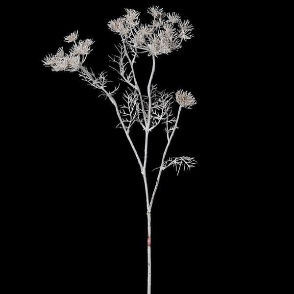 Siena Ghost White Queen Anne's Lace