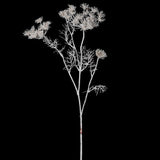 Siena Ghost White Queen Anne's Lace
