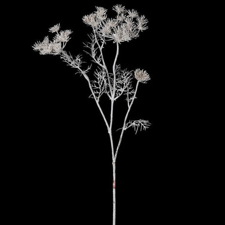 Siena Ghost White Queen Anne's Lace