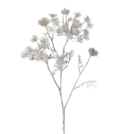 Siena Ghost White Queen Anne's Lace