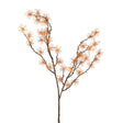 Siena Orange Witch Hazel Spray