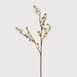Siena Touch of Blush Snowberry
