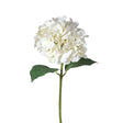 Siena White 'Real Feel' Hydrangea