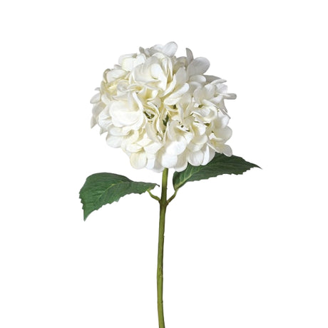 Siena White 'Real Feel' Hydrangea